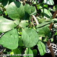 Ficus deltoidea